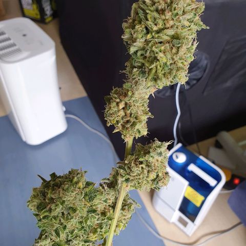 Auto Purple Kush growlog photo: Harvest