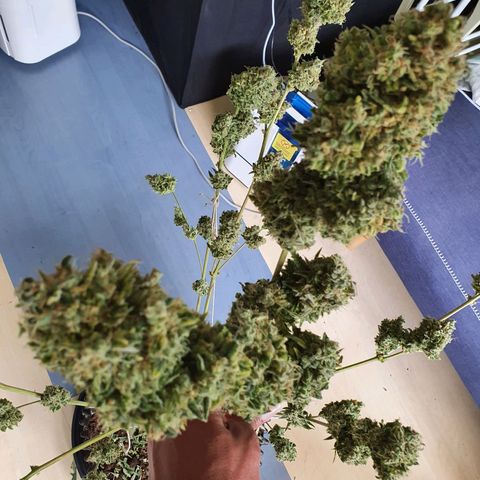 Auto Purple Kush growlog photo: Harvest