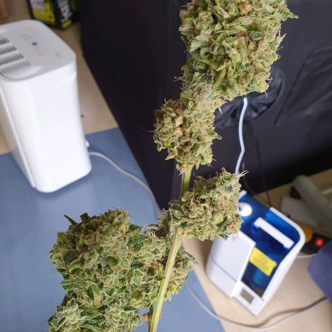 Auto Purple Kush growlog photo: Harvest