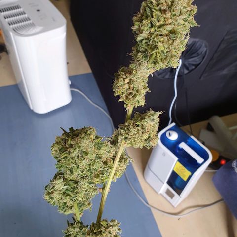 Auto Purple Kush growlog photo: Harvest