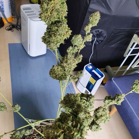 Auto Purple Kush growlog photo: Harvest