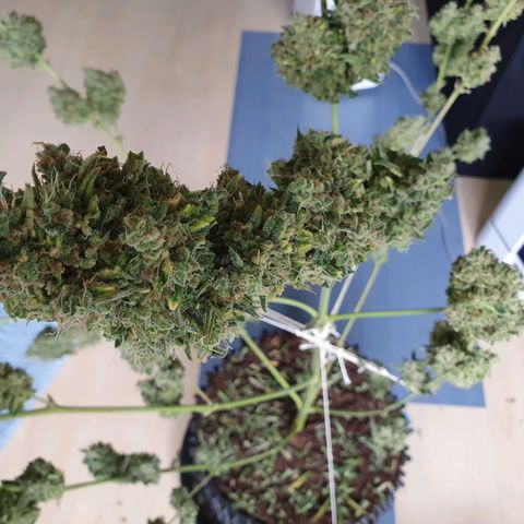 Auto Purple Kush growlog photo: Harvest