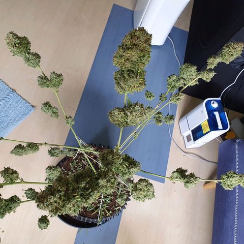 Auto Purple Kush growlog photo: Harvest