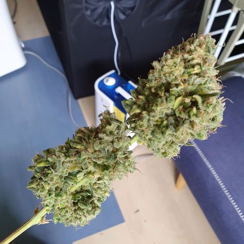 Auto Purple Kush growlog photo: Harvest