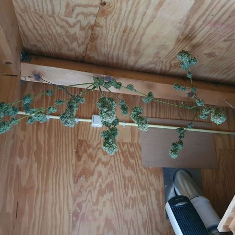 Auto Purple Kush growlog photo: Harvest