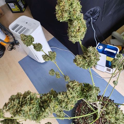 Auto Purple Kush growlog photo: Harvest