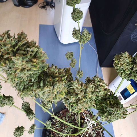 Auto Purple Kush growlog photo: Harvest