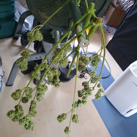 Auto Purple Kush growlog photo: Harvest