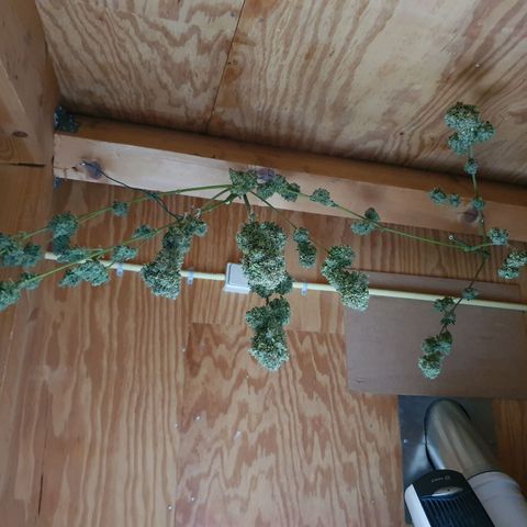 Auto Purple Kush growlog photo: Harvest
