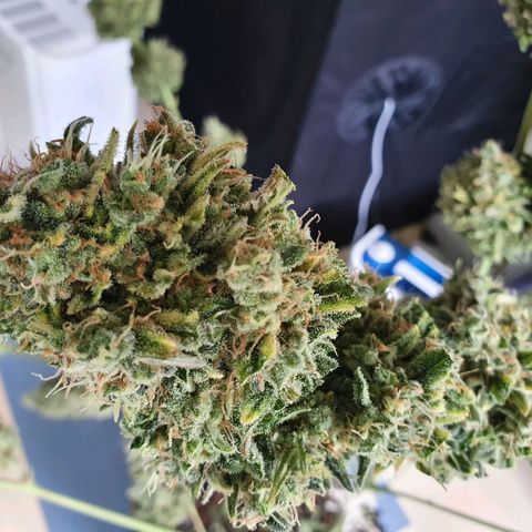 Auto Purple Kush growlog photo: Harvest