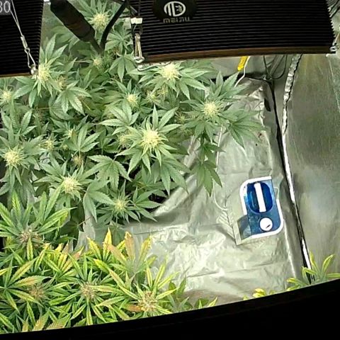 Auto Purple Kush growlog timeline photo