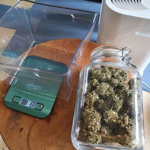 Auto Purple Kush growlog photo: Purple done drying 