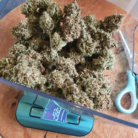 Auto Purple Kush growlog photo: Purple done drying 