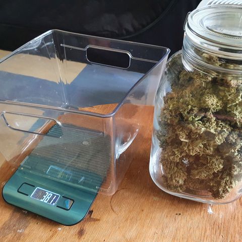 Auto Purple Kush growlog photo: Purple done drying 