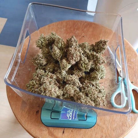 Auto Purple Kush growlog photo: Purple done drying 