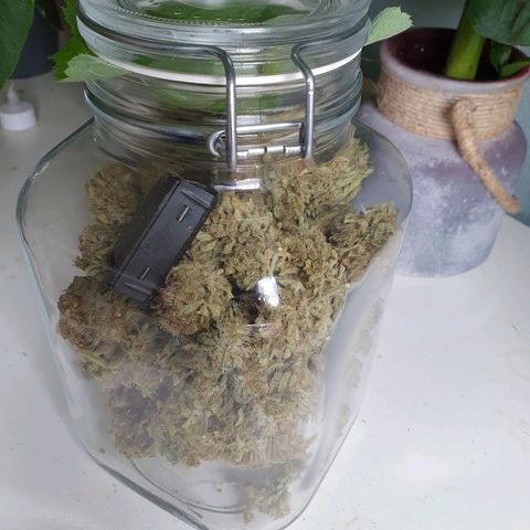 Auto Purple Kush growlog photo: 3 liter jar with 110g with raspberry leaf slowly increasing humidity. 