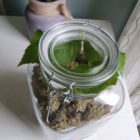 Auto Purple Kush growlog photo: 3 liter jar with 110g with raspberry leaf slowly increasing humidity. 