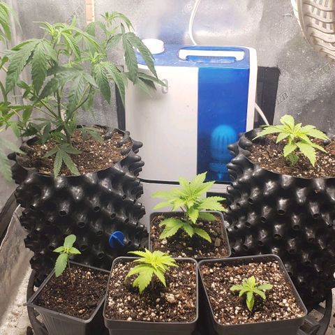Passion growlog photo: 1 day post transplant 
