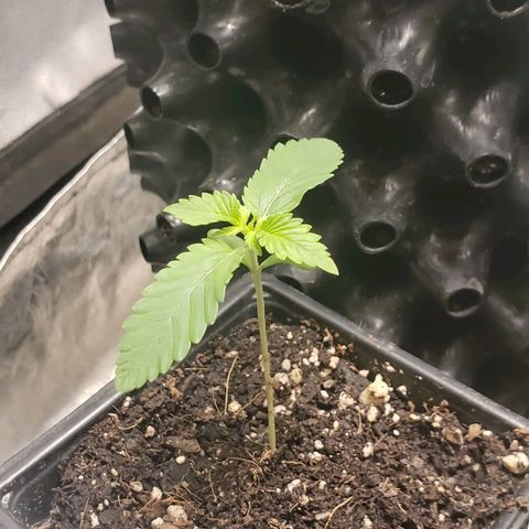 Passion growlog timeline photo