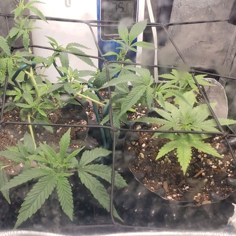 Passion growlog timeline photo