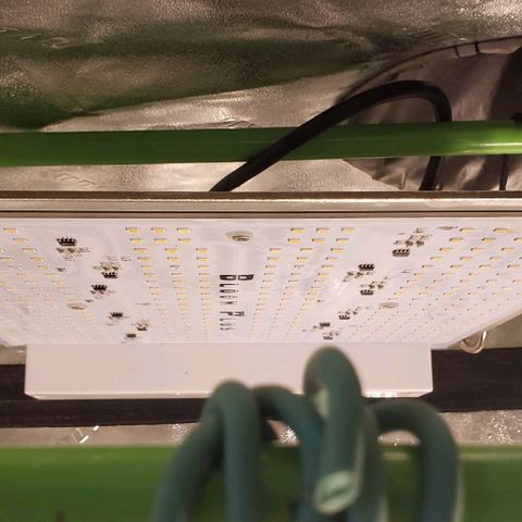 Passion growlog photo: Bloom plus 600w/60w Sony 245?? nodes.