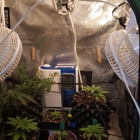 Passion growlog timeline photo