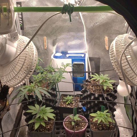 Passion growlog timeline photo