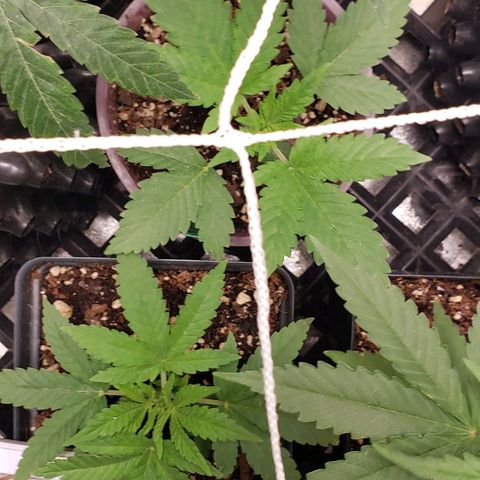 Passion growlog timeline photo