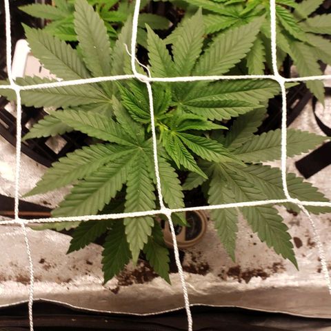 Passion growlog timeline photo