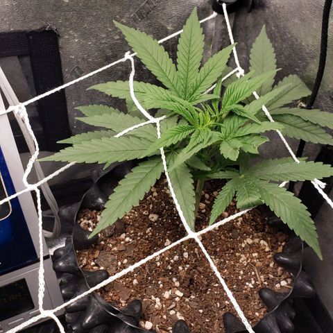 Passion growlog timeline photo