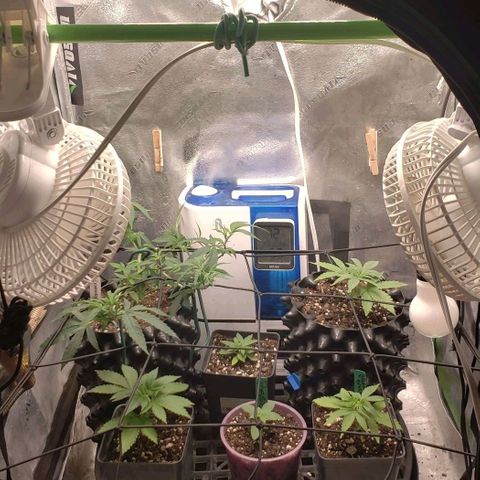 Passion growlog timeline photo