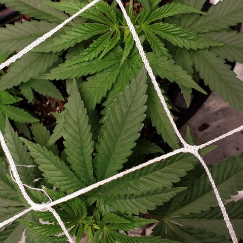 Passion growlog timeline photo