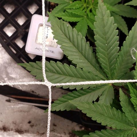 Passion growlog timeline photo