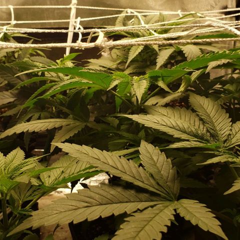 Passion growlog timeline photo