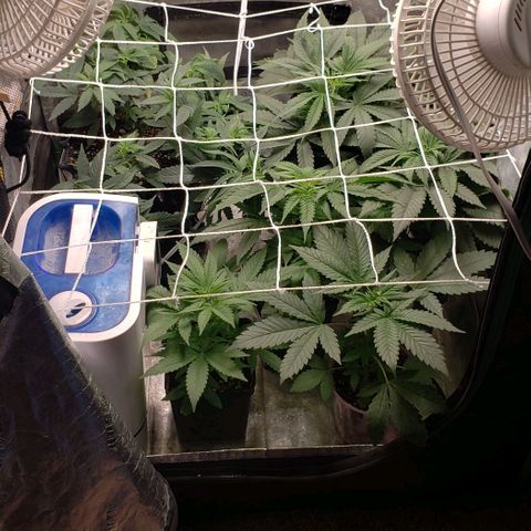 Passion growlog timeline photo