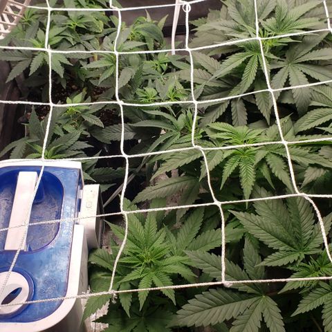 Passion growlog timeline photo