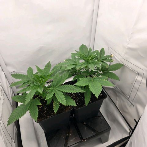 Chloe  growlog timeline photo