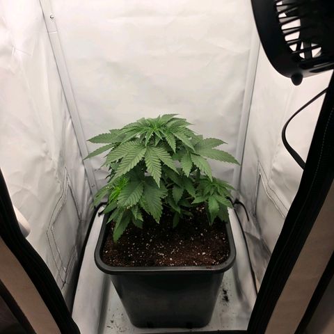 Chloe  growlog photo: Umgetopft 