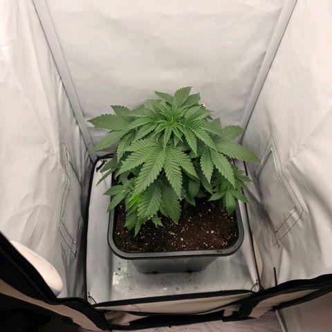 Chloe  growlog photo: Umgetopft 