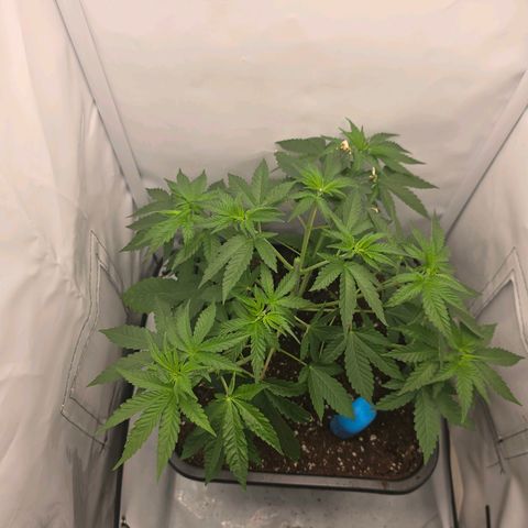Chloe  growlog photo: Getoppt unter der 5 nodie 