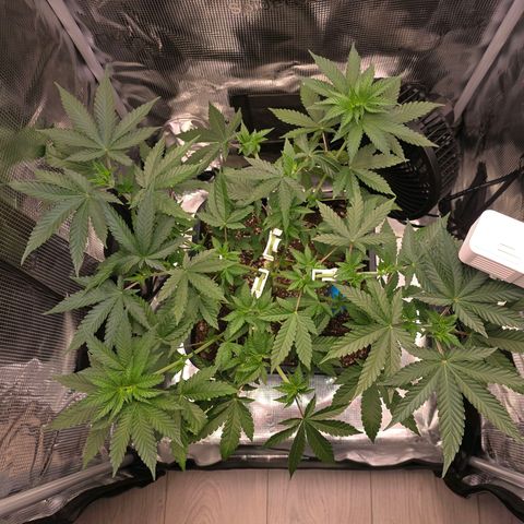 Chloe  growlog photo: Nach dem 2. Topping + LST 