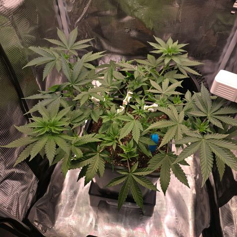 Chloe  growlog photo: Nach dem 2. Topping + LST 