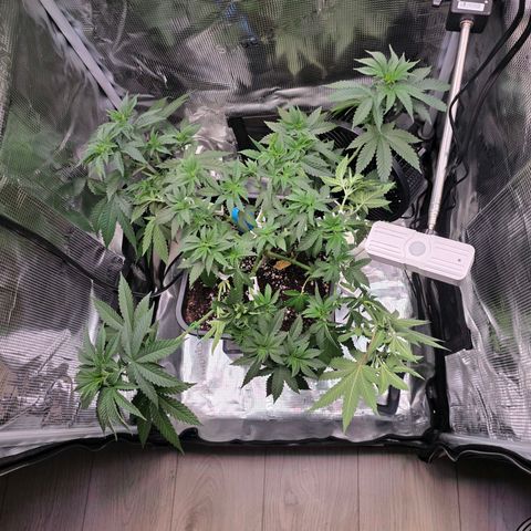 Chloe  growlog photo: Nach 2. Topping und bisschen Lst 