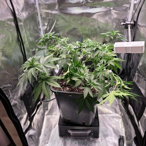 Chloe  growlog photo: Nach 2. Topping und bisschen Lst 
