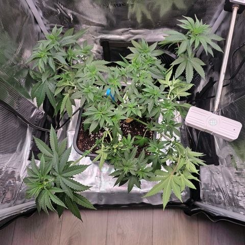 Chloe  growlog photo: Nach 2. Topping und bisschen Lst 