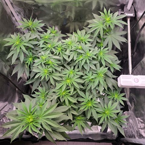 Chloe  growlog timeline photo