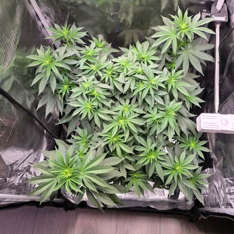 Chloe  growlog timeline photo