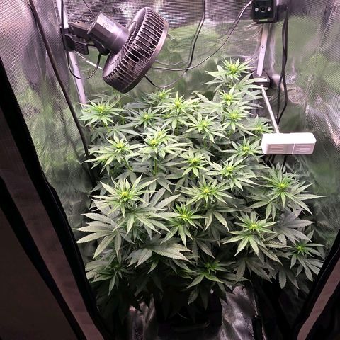 Chloe  growlog photo: Noch 7 Tage dann wird beschnitten und gelollipopped. Sie wächst wunderschön bis jetzt und füllt das ganze Zelt aus 