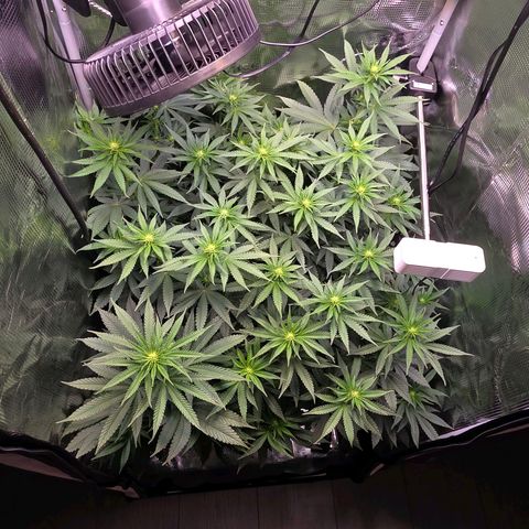 Chloe  growlog photo: Noch 7 Tage dann wird beschnitten und gelollipopped. Sie wächst wunderschön bis jetzt und füllt das ganze Zelt aus 