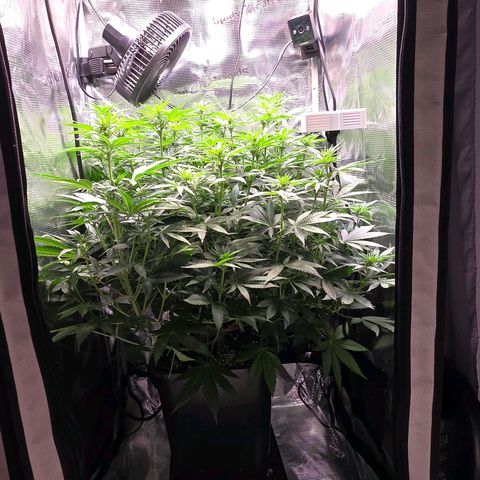 Chloe  growlog photo: Noch 7 Tage dann wird beschnitten und gelollipopped. Sie wächst wunderschön bis jetzt und füllt das ganze Zelt aus 